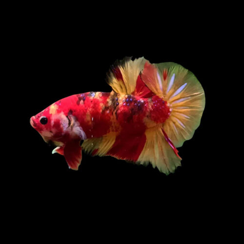 Betta Plakat Koi Nemo
