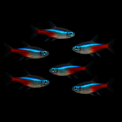 Cardinal Tetra (Pack of 6)