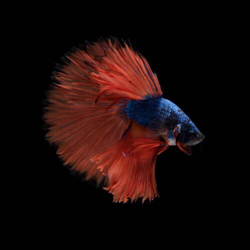 Crowntail Red Dragon