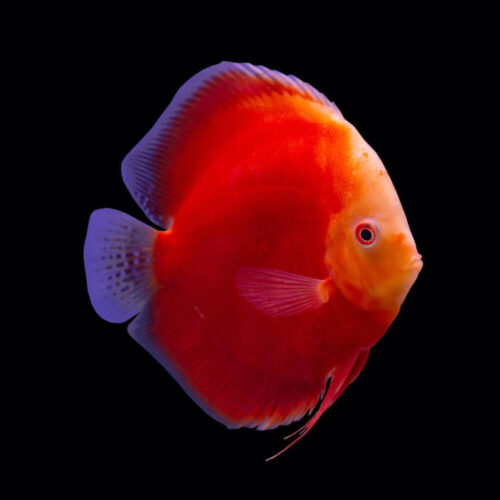 Discus Red Melon