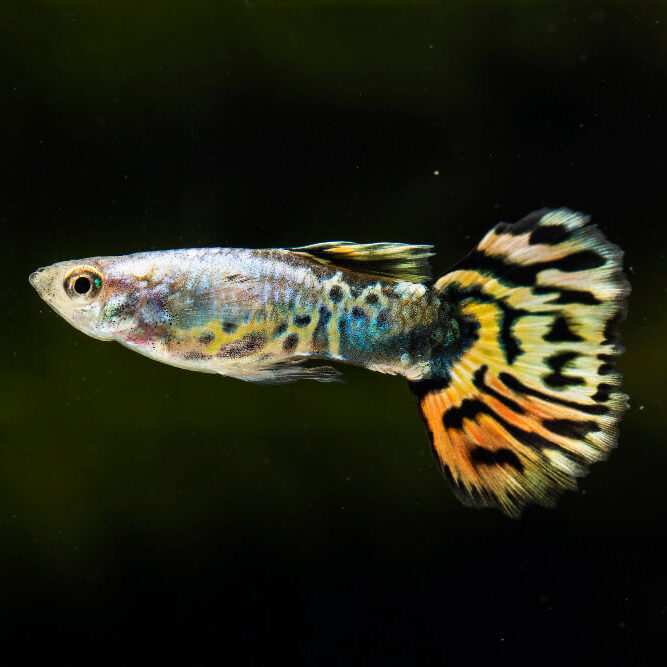 Guppies Fish