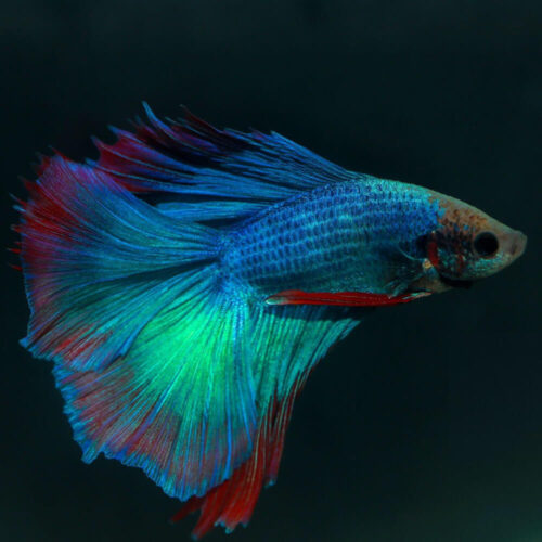 Guppy Moscow Blue