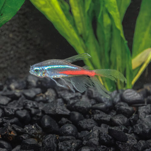 Neon Tetra (Pack of 6)