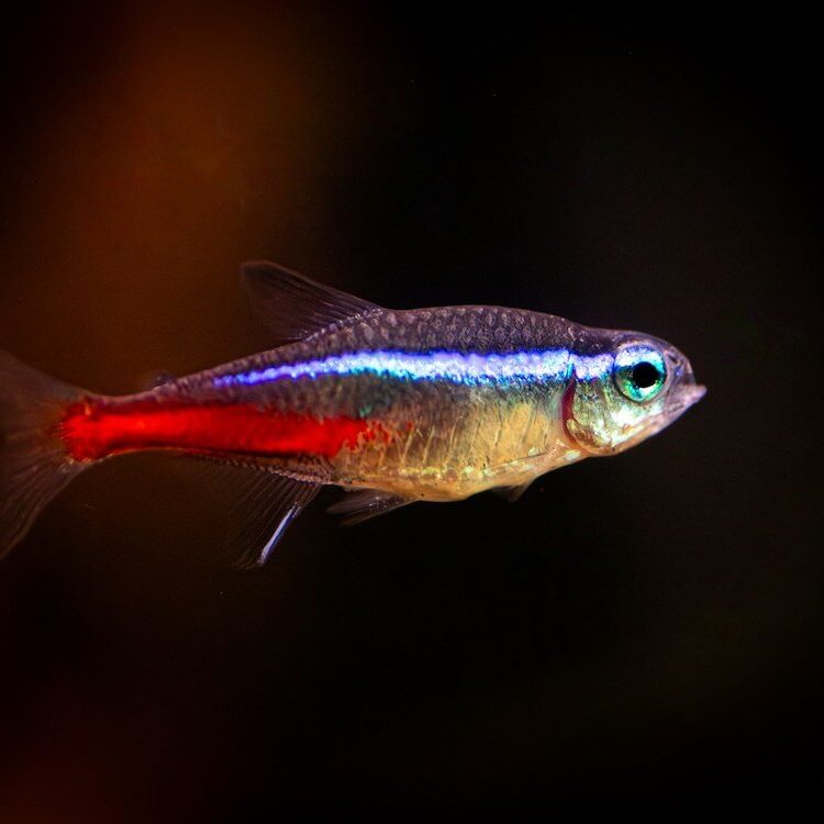 Tetras Fish